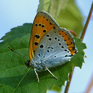 Half of British butterfly species threatened with extinction