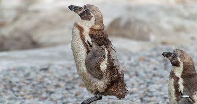 ZSL London Zoo hand-rears hungry penguin chicks