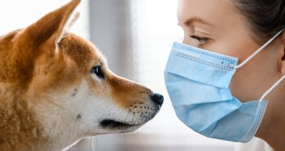 Vet practices coped well with the pandemic, survey finds