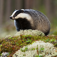 Government rolls out new badger vaccination licence
