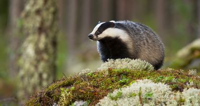 Government rolls out new badger vaccination licence