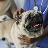 Pug no longer 'typical dog' from a health perspective