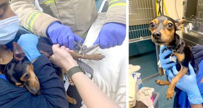 Fire brigade rescues dog stuck in harness