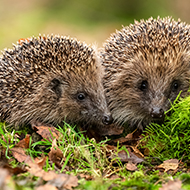 Hedgehogs to benefit from new BSAVA collection