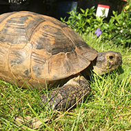 Study examines risk factors to tortoises during brumation