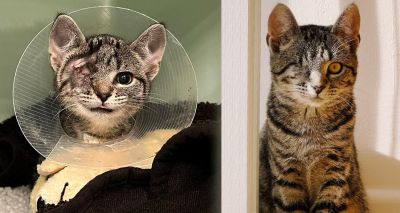 Blue Cross helps one-eyed kitten