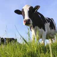 Webinar series to explore fertility solutions for dairy farming