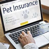 New record of pet insurance claims in 2021