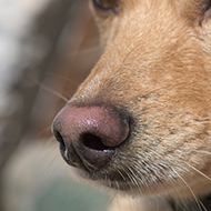 Scent dogs can detect coronavirus on human skin swabs - study 