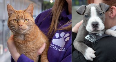 Scottish SPCA unveils animal welfare strategy