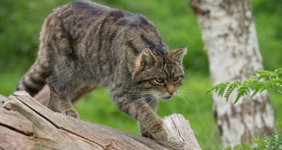 Birth of wildcat kittens signifies future for the species