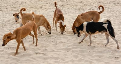 Goa on track to eliminate rabies, study finds