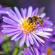 New app to help reverse decline in pollinators 