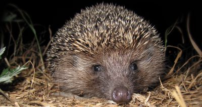 British Hedgehog Preservation Society celebrates 40 years