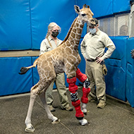 Baby giraffe receives unique brace treatment