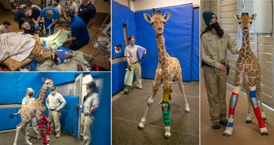 Baby giraffe receives unique brace treatment