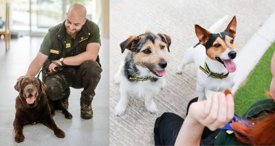 Canine Welfare Grants programme opens for applications