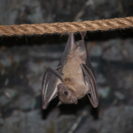 Bat study reveals influences on brain organisation