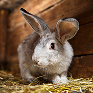 Thirty-one per cent of UK rabbits in inadequate housing