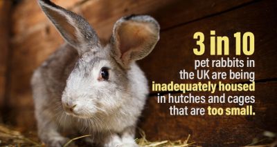 Thirty-one per cent of UK rabbits in inadequate housing