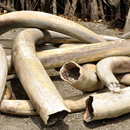 UK bans elephant ivory trade