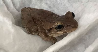 Exotic frog found in supermarket 4,000 miles away