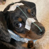 Dachshund has face repaired after bad attack
