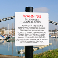 Vets issue toxic blue-green algae warning