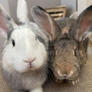Charity reports stark rise in unwanted rabbits