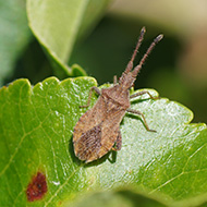 New insect recorded in Shropshire