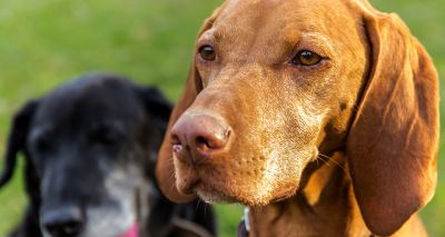 Inhaled immunotherapy shows promise for canine lung cancer
