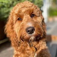 Generation Pup study shares data on dog neutering