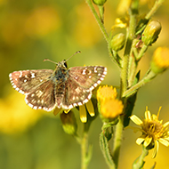 Government announces nature recovery projects