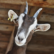 DIVA test discovered to detect Johne's disease in goats