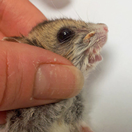 RVC reveals significant new insights on hamsters