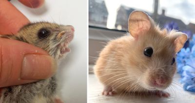 RVC reveals significant new insights on hamsters