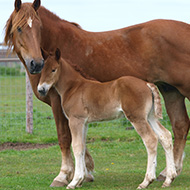 Jimmy's Farm welcomes rare Suffolk Punch foals