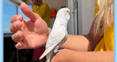 RNLI lifeguard rescues budgie on a beach