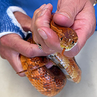RSPCA issues heatwave warning over snake escape artists 