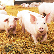 RSPCA urges government to end animal welfare 
