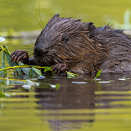 Beavers to be given legal protections in England