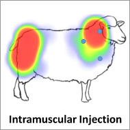 Study reveals extent of suboptimal vaccination practice in sheep