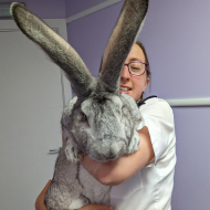 Giant rabbits 'bred to be eaten' rescued from allotment