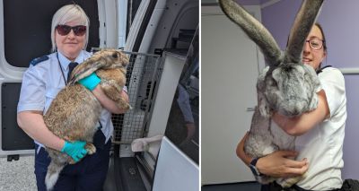 Giant rabbits 'bred to be eaten' rescued from allotment
