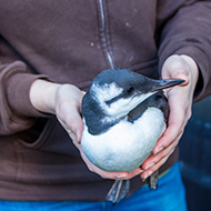 RSPCA no longer taking in injured seabirds