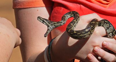 Study finds increase in exotic snakebites in the UK