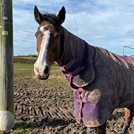 Rising number of horse carers struggling financially