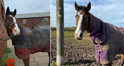 Rising number of horse carers struggling financially