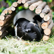 Details revealed for Guinea Pig Awareness Week 