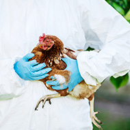 Avian influenza confirmed in Norfolk